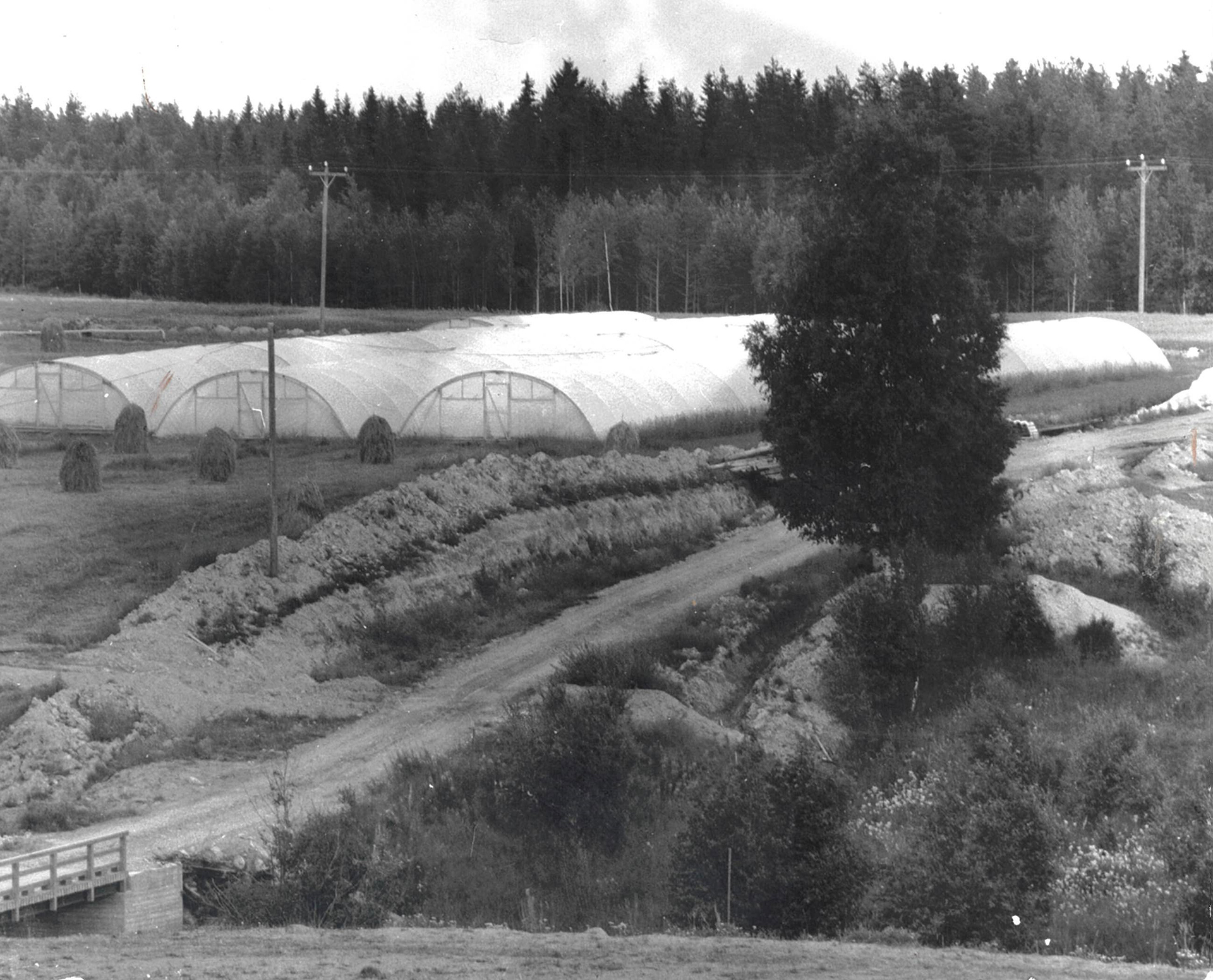 Mellanå Plant 1960-luvulla
