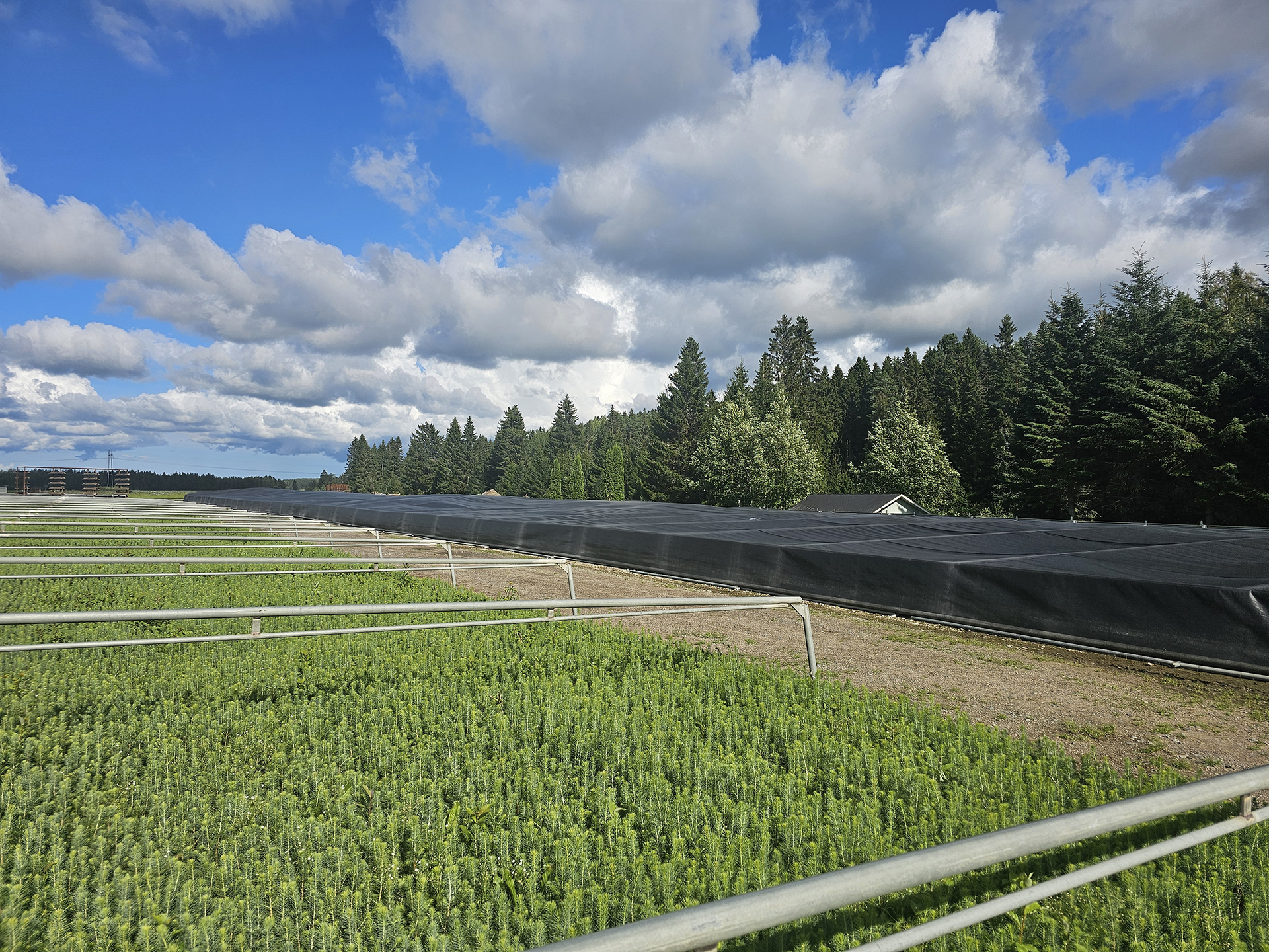 Mellanå Plant käsittely