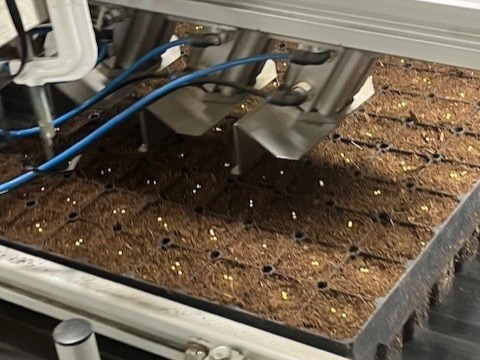 Mellanå plant kyvlö