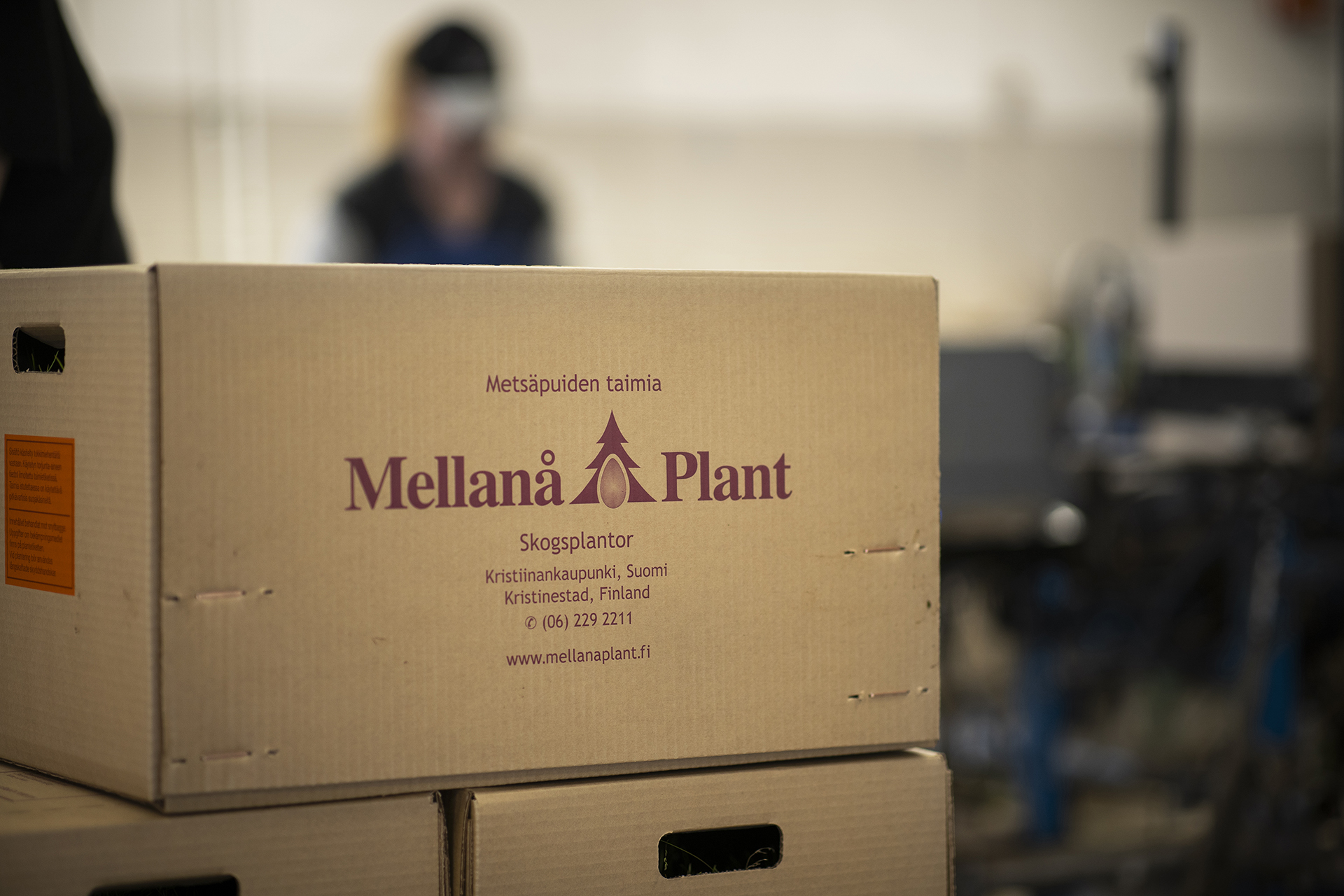 Mellanå Plant laatikko